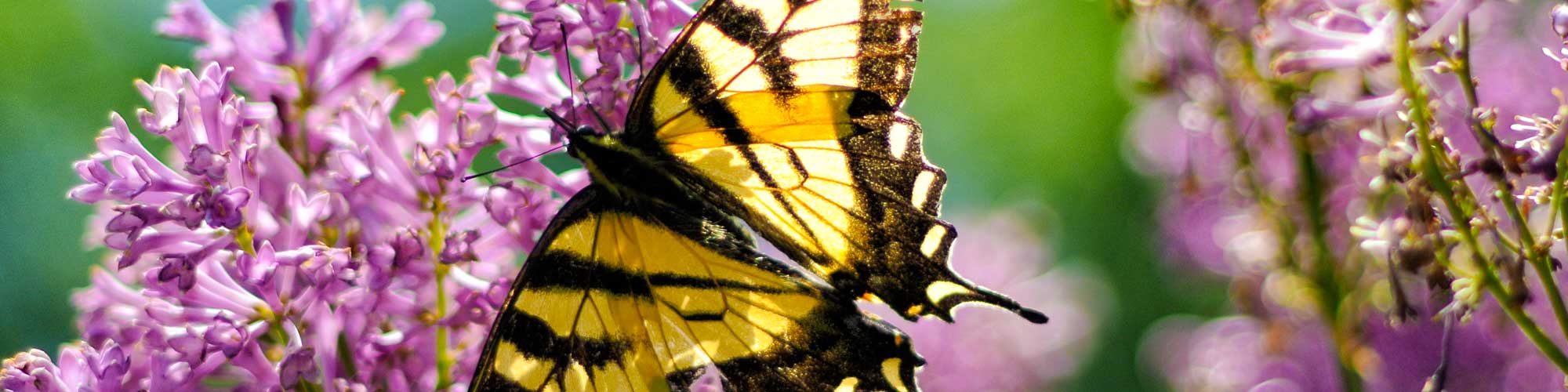 Swallowtail butterfly on lilacs
