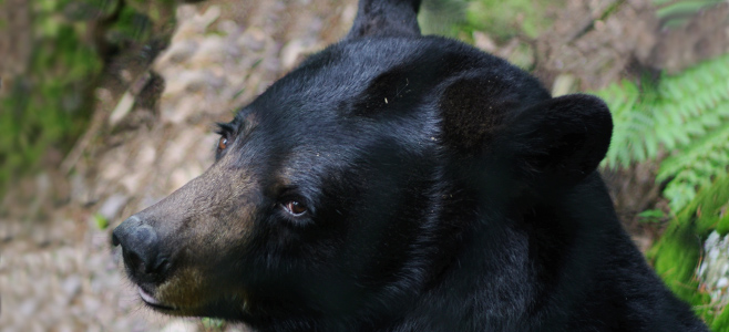 Live native New Hampshire animals