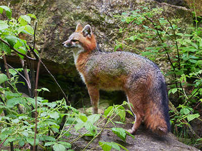Resultado de imagem para gray fox in temperate forest
