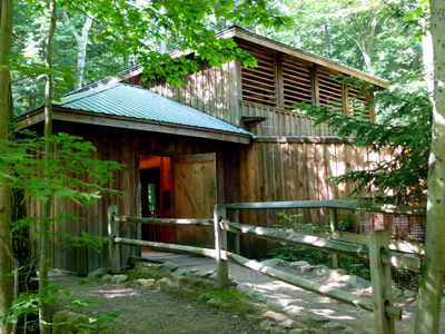 Black Bear Exhibit