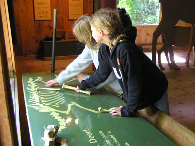 Kids at White-Tailed Deer Exhibit