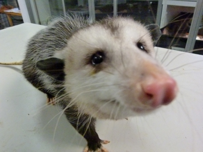 Opossum