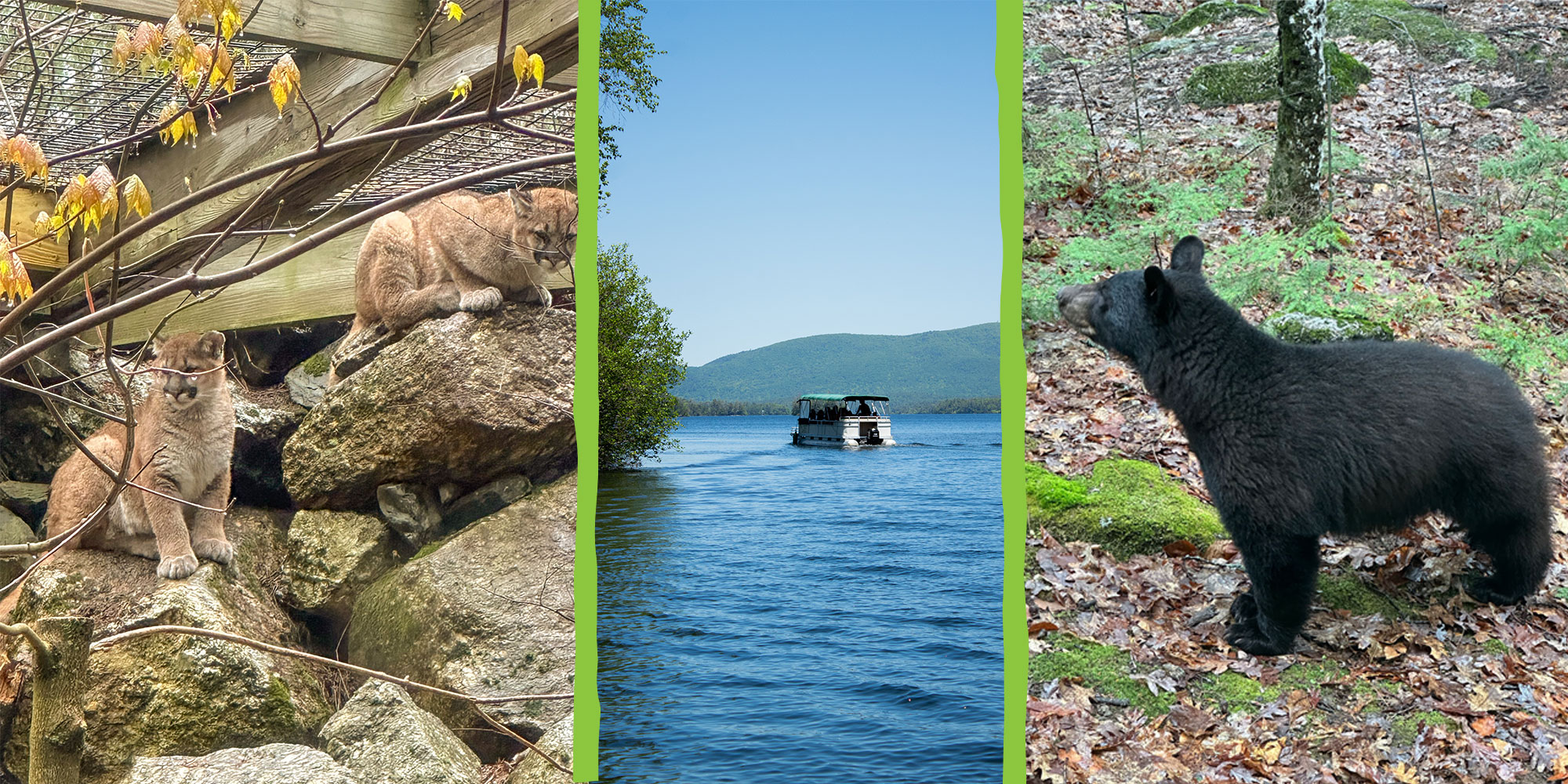 Two mountain lions on left, pontoon boat on Squam Lake center, and black bear on the right.
