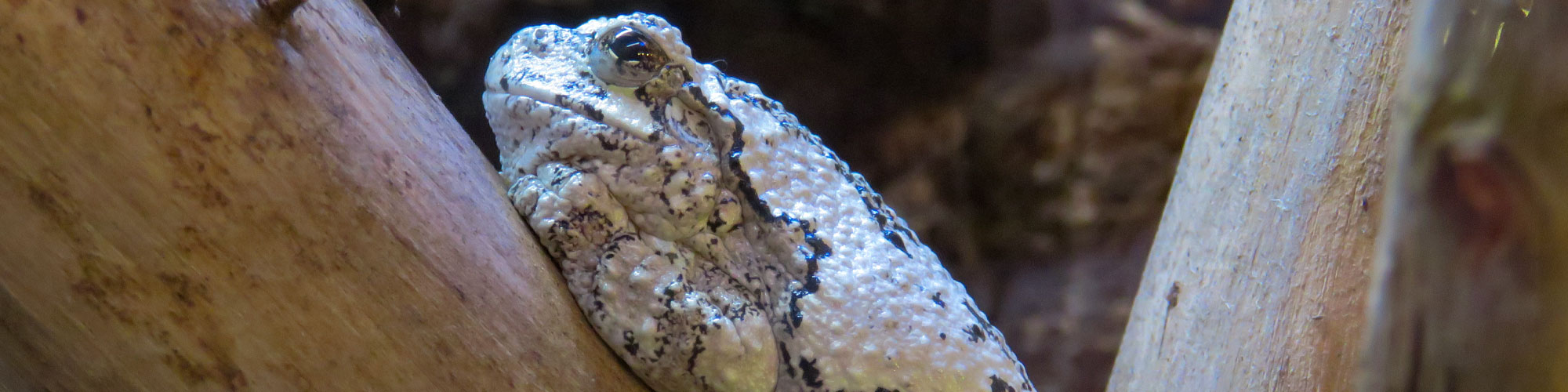 Gray Tree Frog