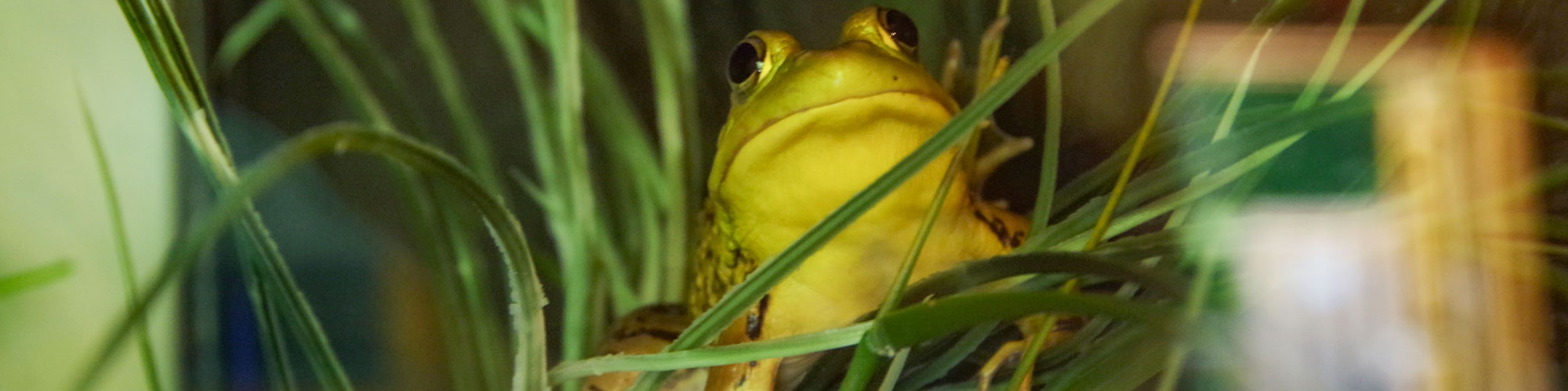 Green Frog | Squam Lakes Natural Science Center