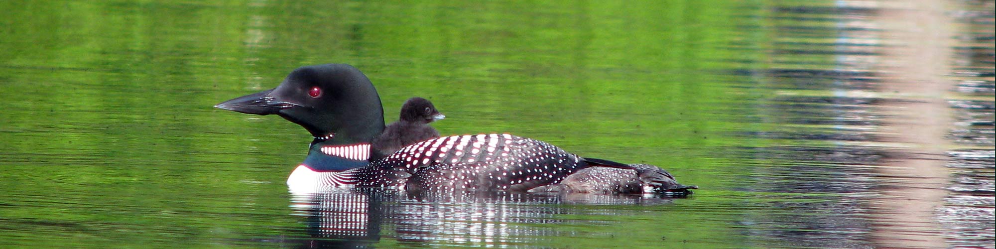 Loon and chick on the water