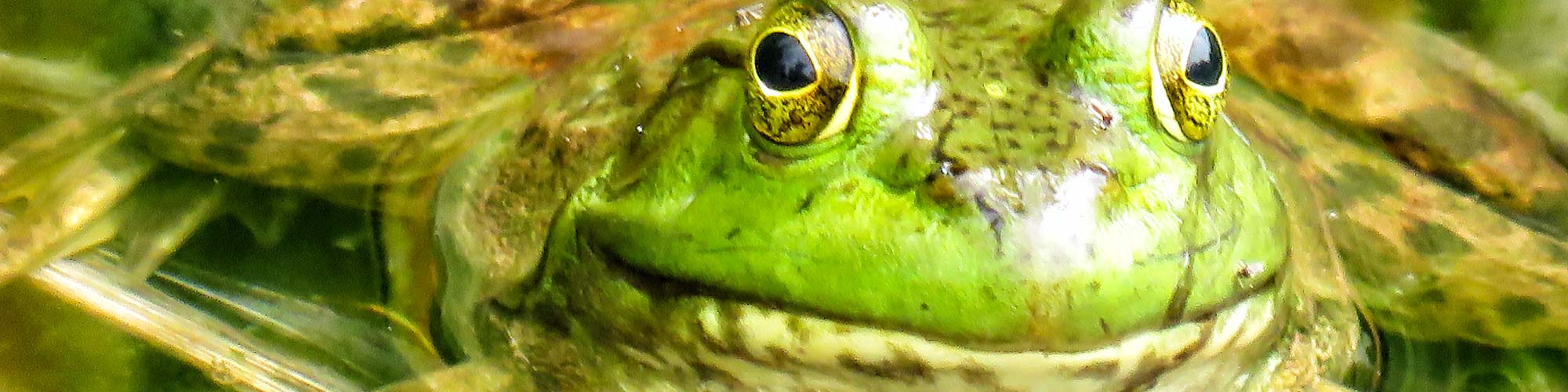 American Bullfrog