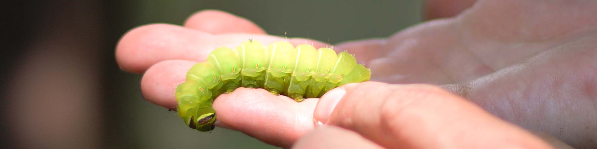 Luna moth caterpillar in hand