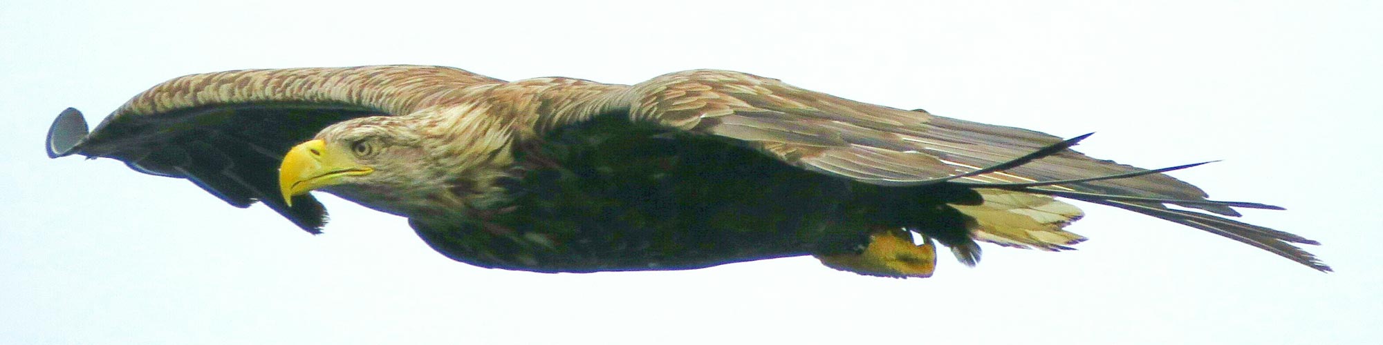 White-tailed Eagle in Scotland