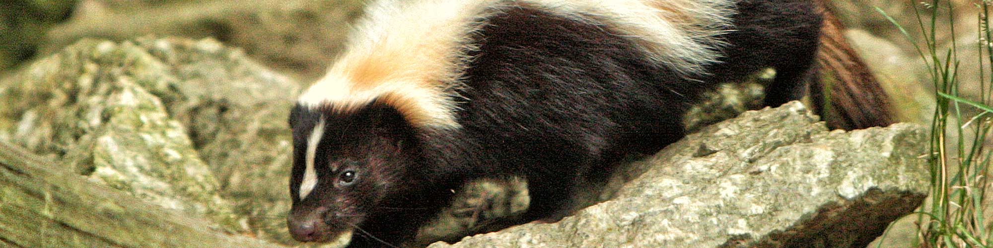 Striped Skunk