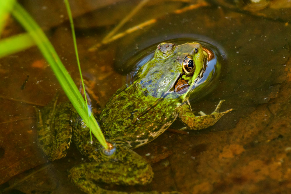 Green Frog  Squam Lakes Natural Science Center