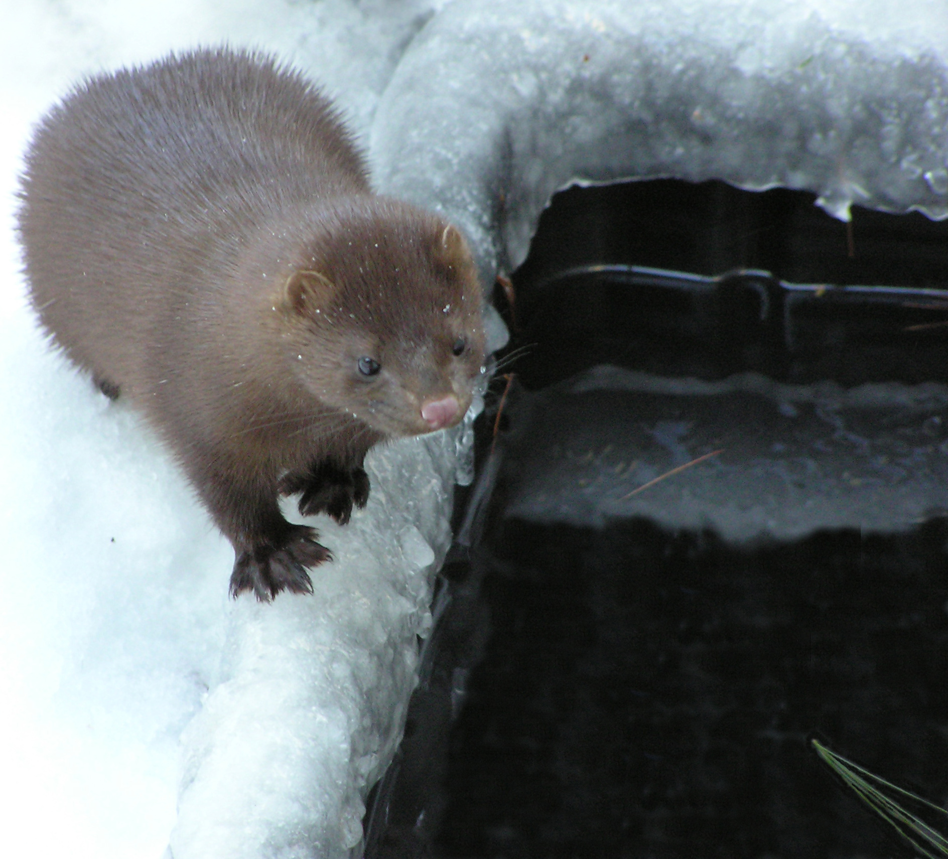 American Mink | Squam Lakes Natural Science Center