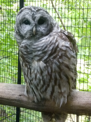 Barred Owl Barred Owl
