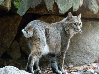 Bobcat