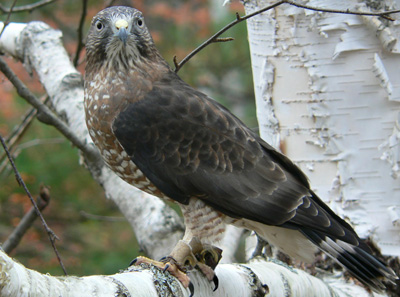 Broad-winged Hawk Broad-winged Hawk