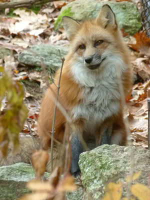 Red Fox<br>photo courtesy of Squam Lakes Natural Science Center Red Fox - courtesy of Squam Lakes Natural Science Center