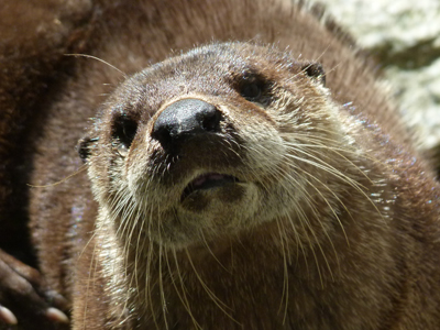 River Otter River Otter