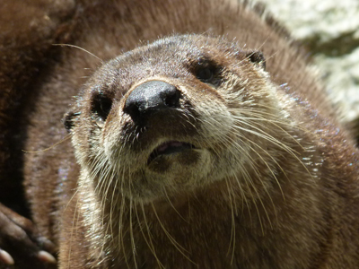 River Otter