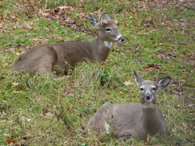 White-tailed Deer