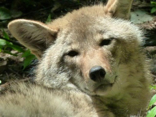 Are There Wolves In Nh - Pdf Wolves Are Back Sociopolitical Identity And Opinions On Management Of Canis Lupus / There have also been wolves killed in northern maine and ny within the past couple of decades.