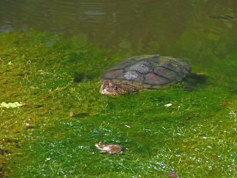 Snapping turtle under the surface of the water