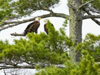 Two adult Bald Eagles facing eachother on branch in tree