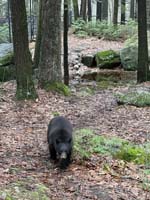 Young black bear walking toward the viewer.