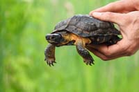 Wood turtle being held in someone's hands with a green background.