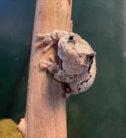 A gray tree frog looking straight at the camera perched on a brown vertical stick.
