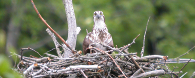 Osprey in nest