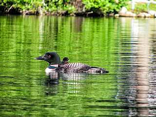 Loon with Chick