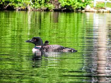 Loon with Chick